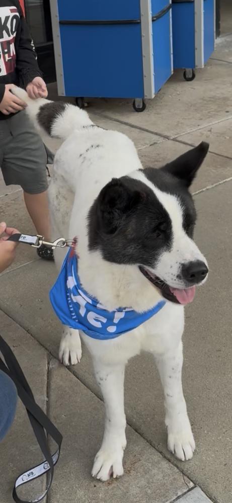 Enlarge Truffles, a Adoptable mixed breed in Warrenton, MO image 4/6
