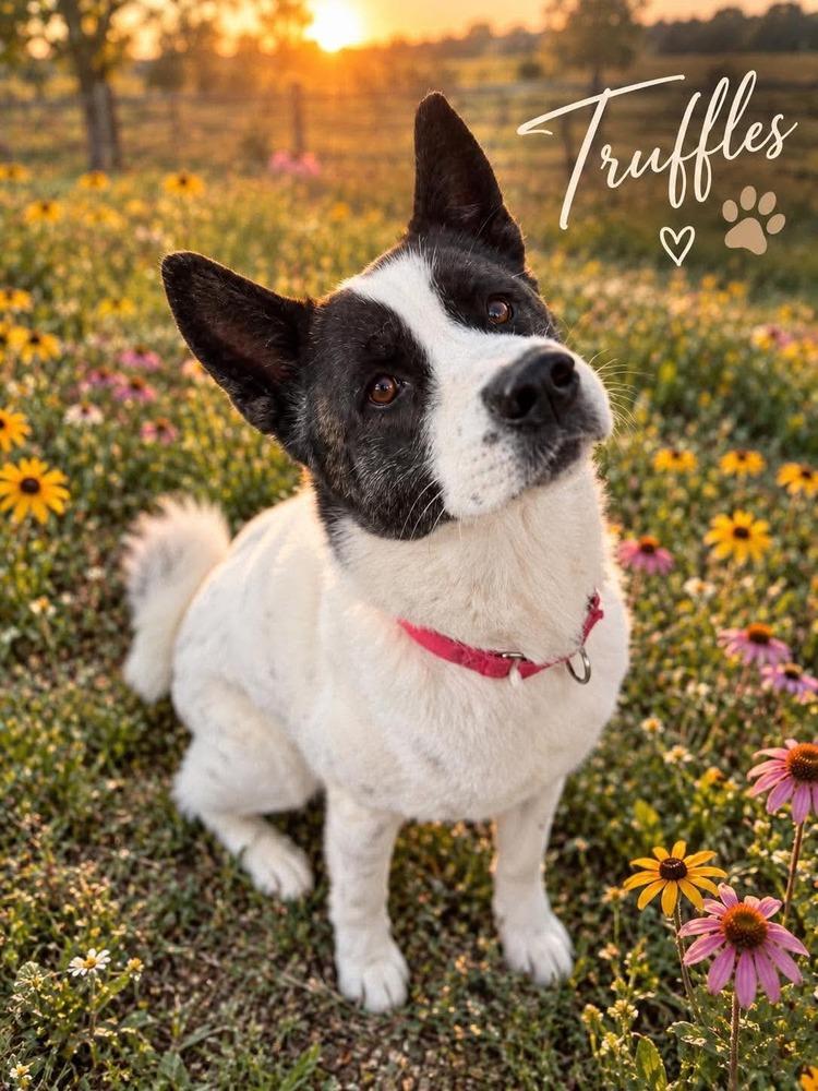 Enlarge Truffles, a Adoptable mixed breed in Warrenton, MO image 5/6