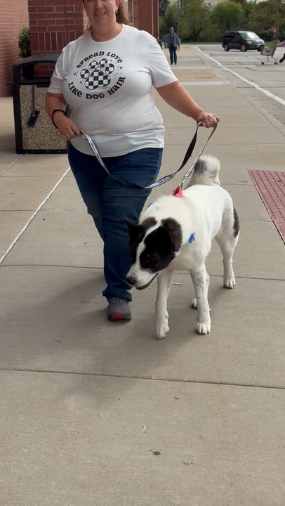 Enlarge Truffles, a Adoptable mixed breed in Warrenton, MO video 6/6