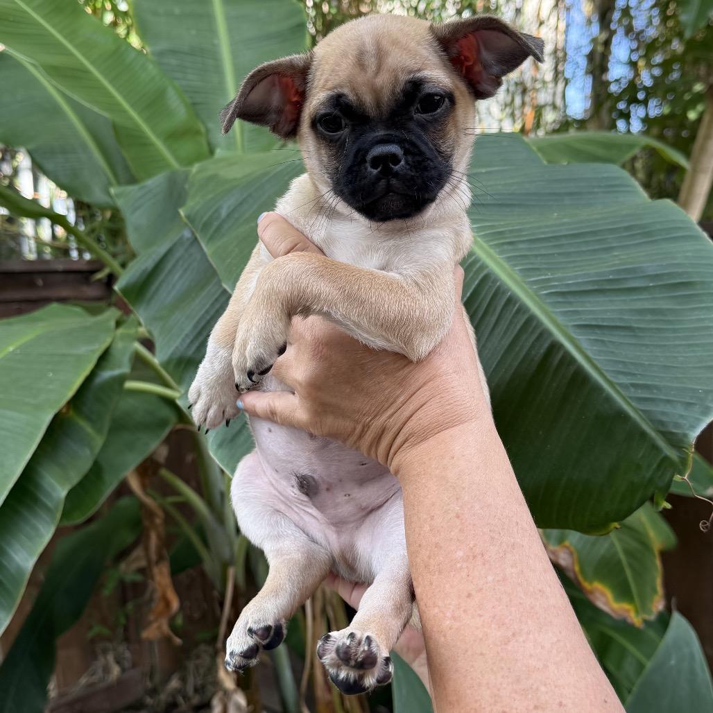 Dior Dog, a Adoptable Pug in San Diego, CA image 1/3