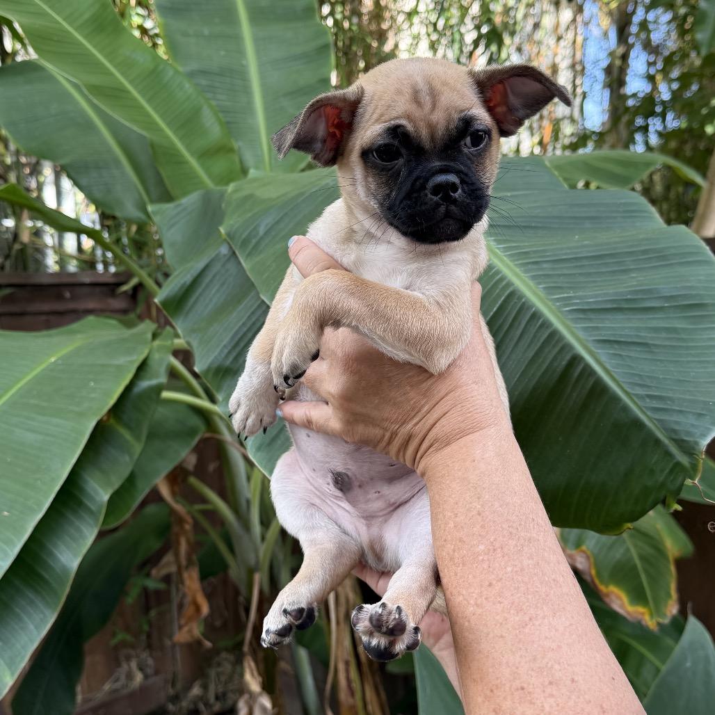 Dior Dog, a Adoptable Pug in San Diego, CA image 3/3