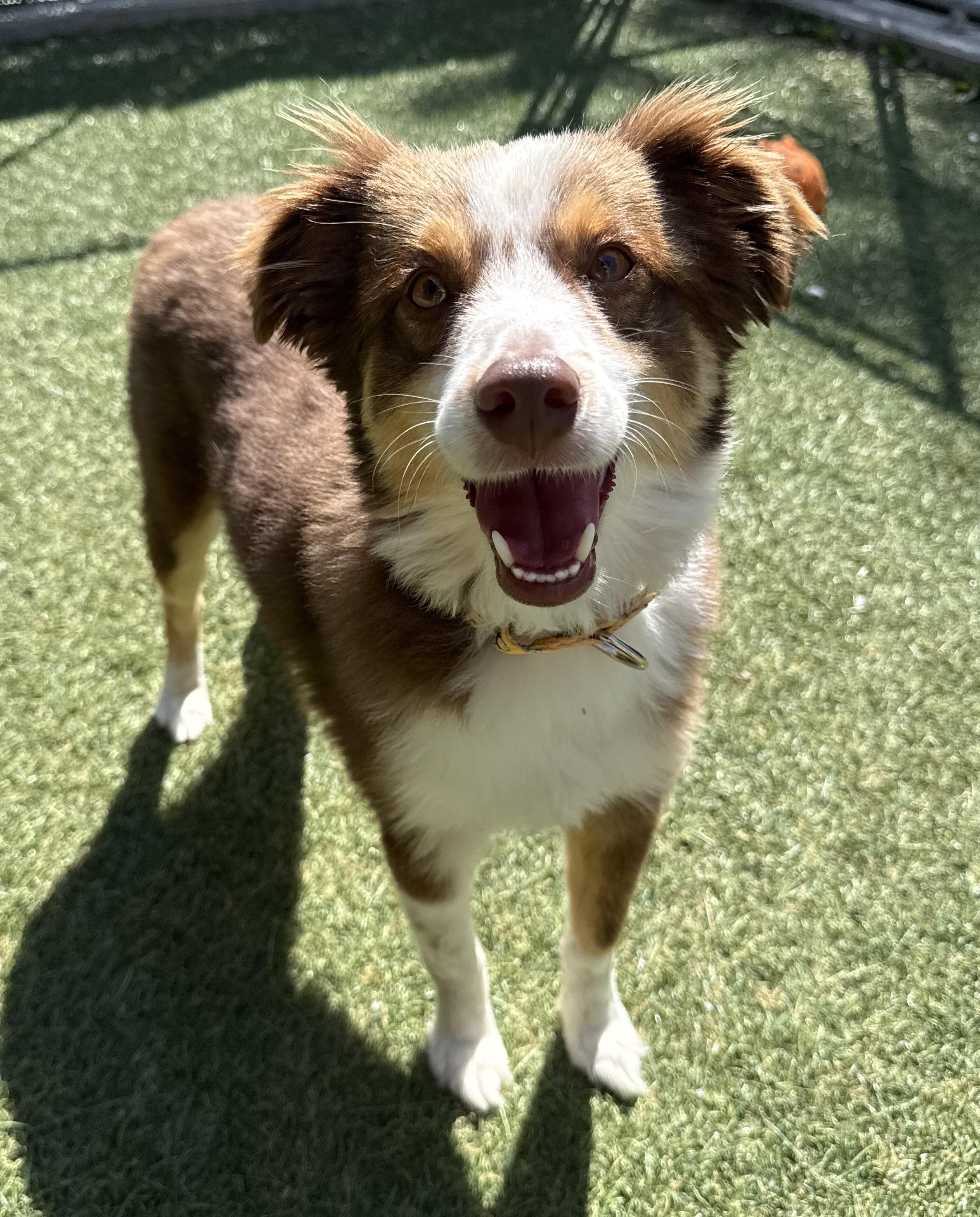 Chai, adopted, Adult Male Australian Shepherd.