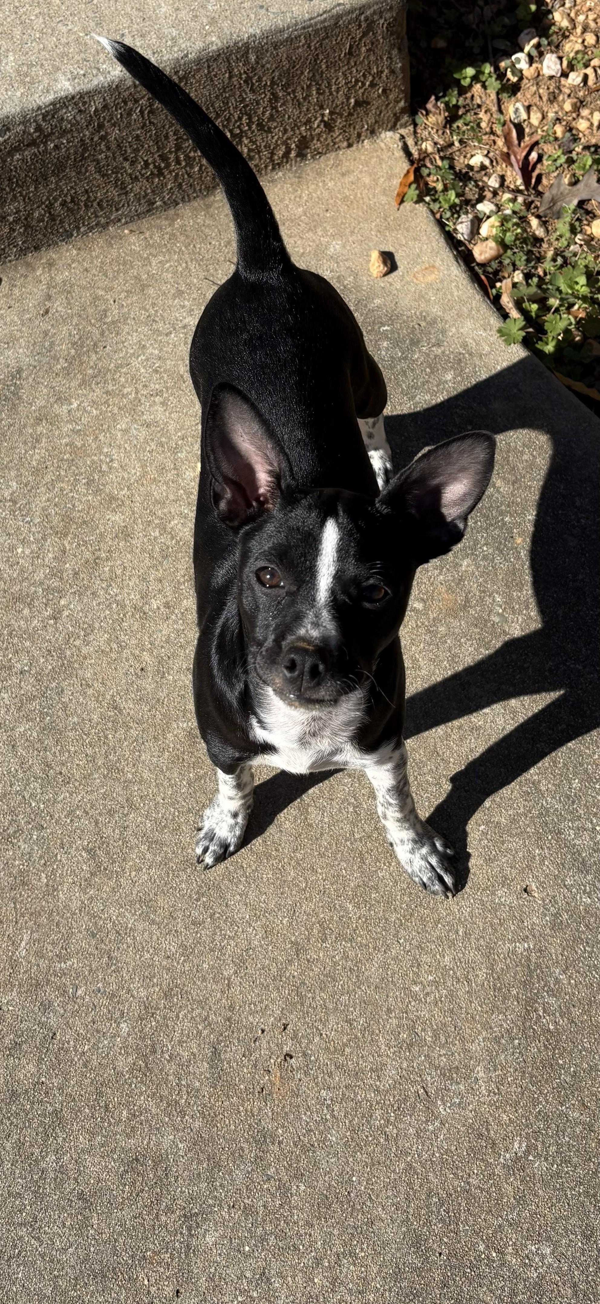 Molly, adopted, Puppy Female Chihuahua.