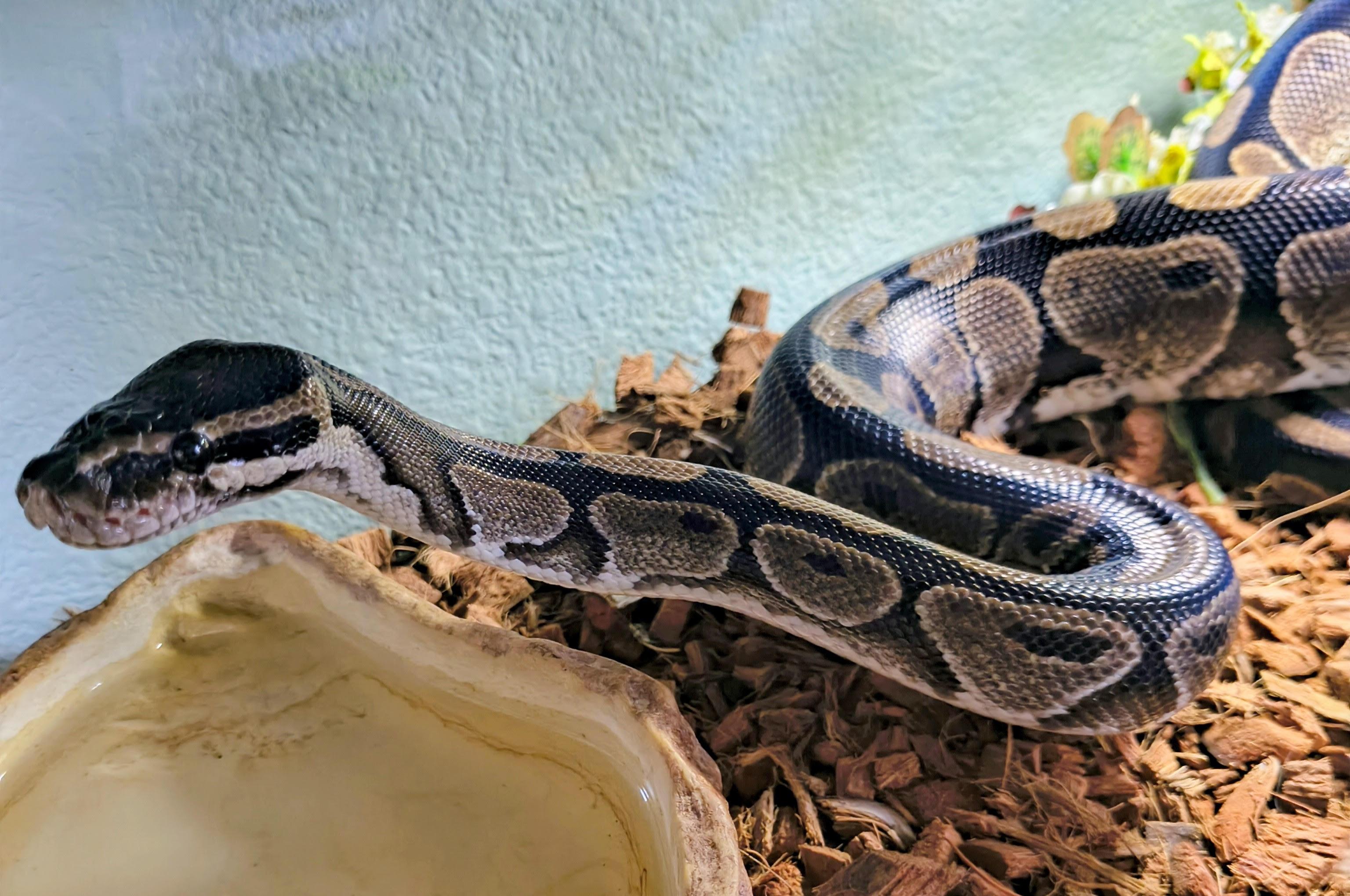 Enlarge Comet, Ball Python, a ADOPTABLE Ball Python in Sacramento, CA image 1/1