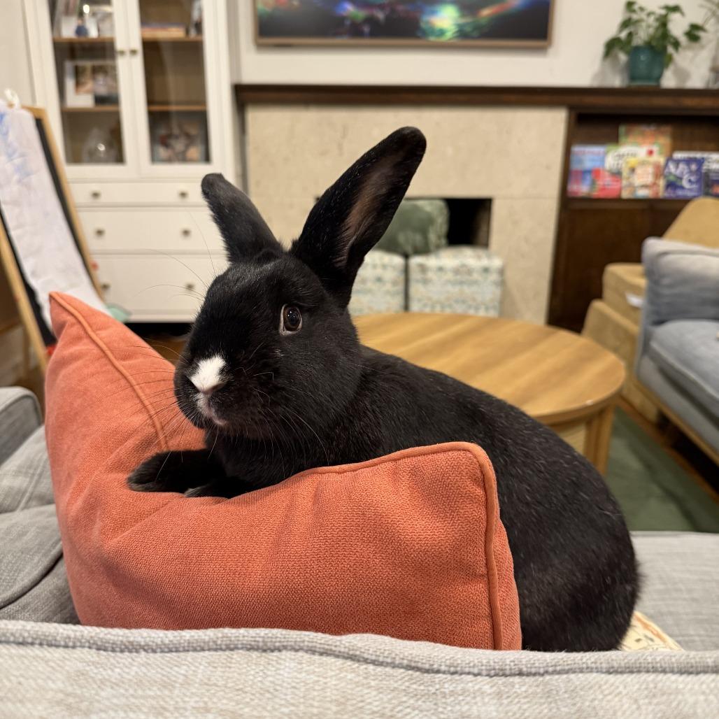 Mosaic Hops, Adoptable, Adult Male American.