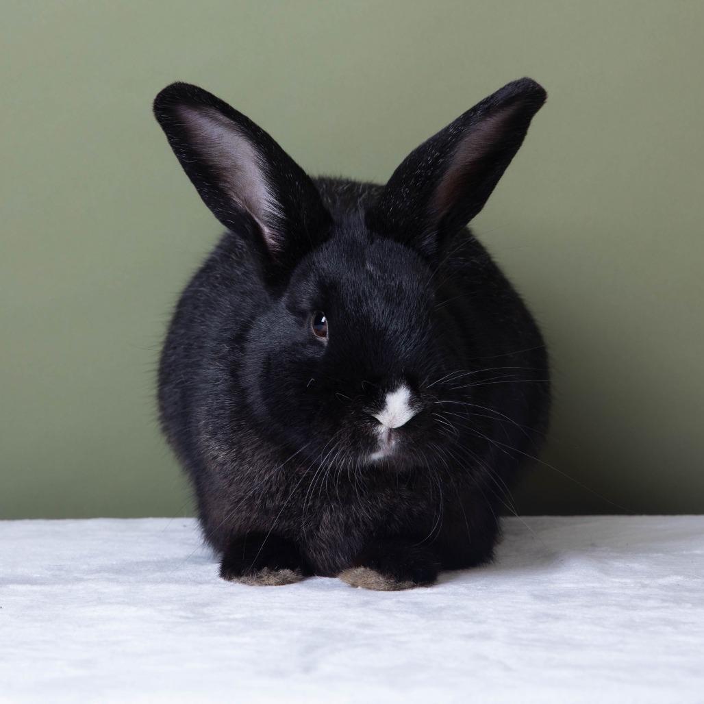 Mosaic Hops, Adoptable, Adult Male American.