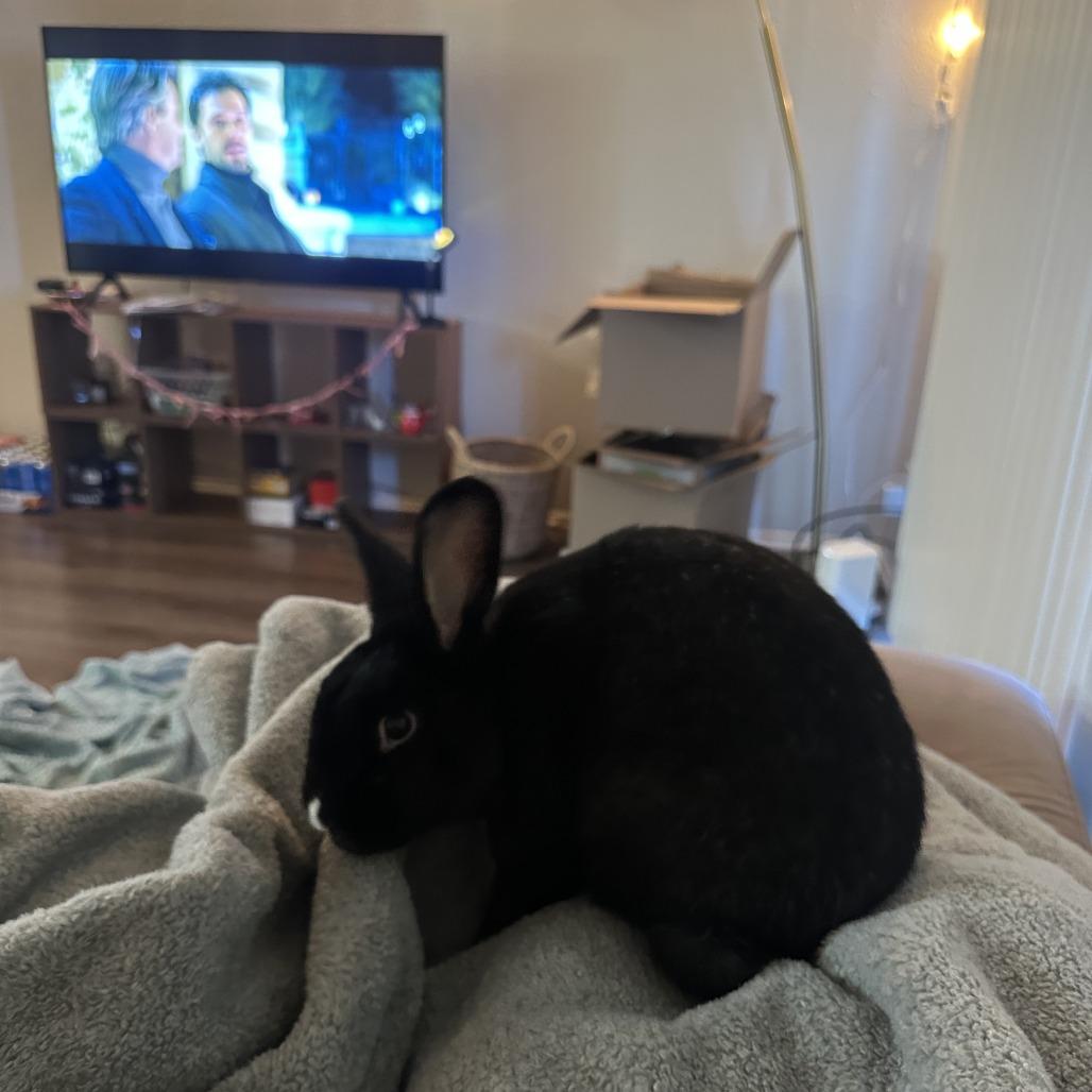 Enlarge Mosaic Hops, a Adoptable American in Richmond, CA image 2/6