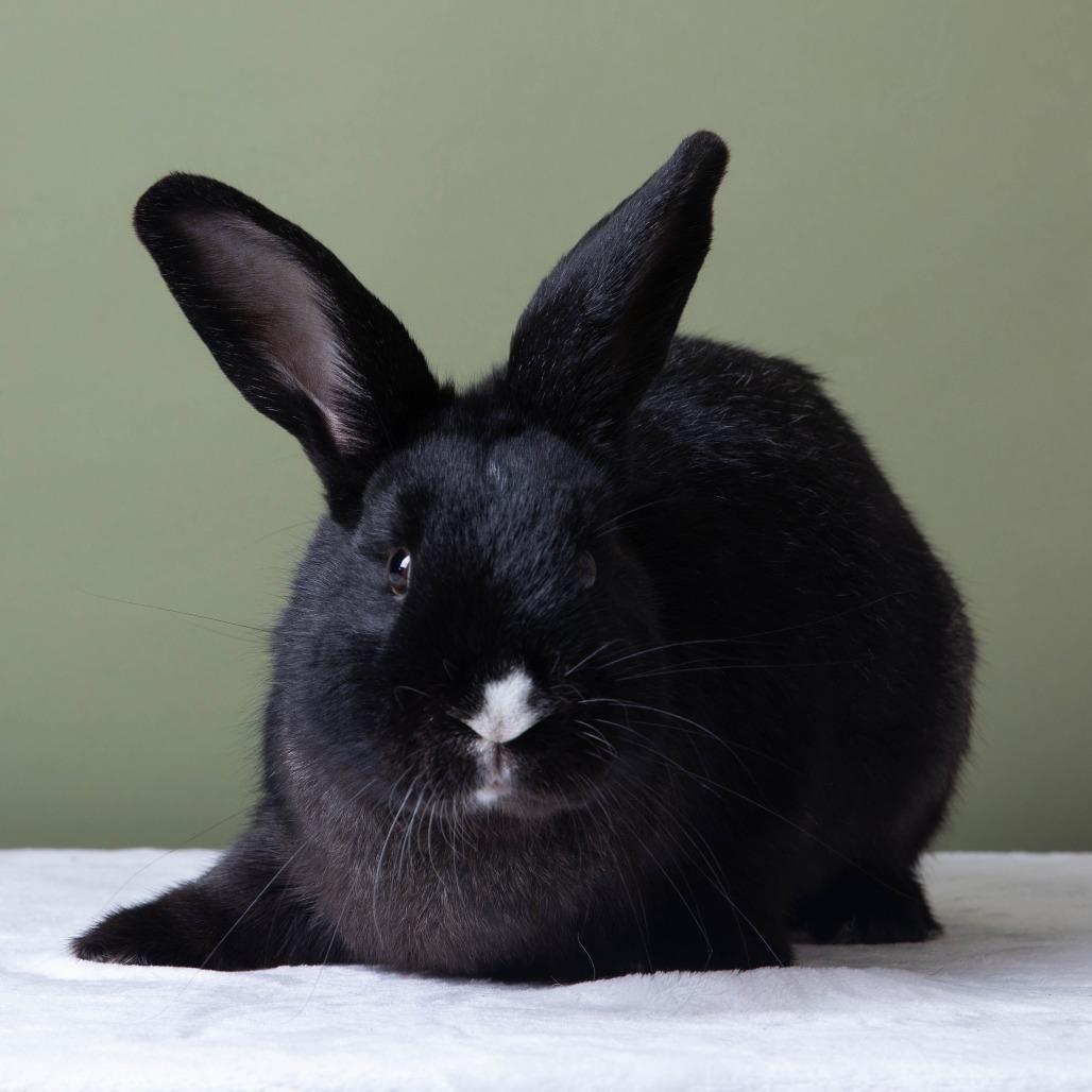 Enlarge Mosaic Hops, a Adoptable American in Richmond, CA image 3/6