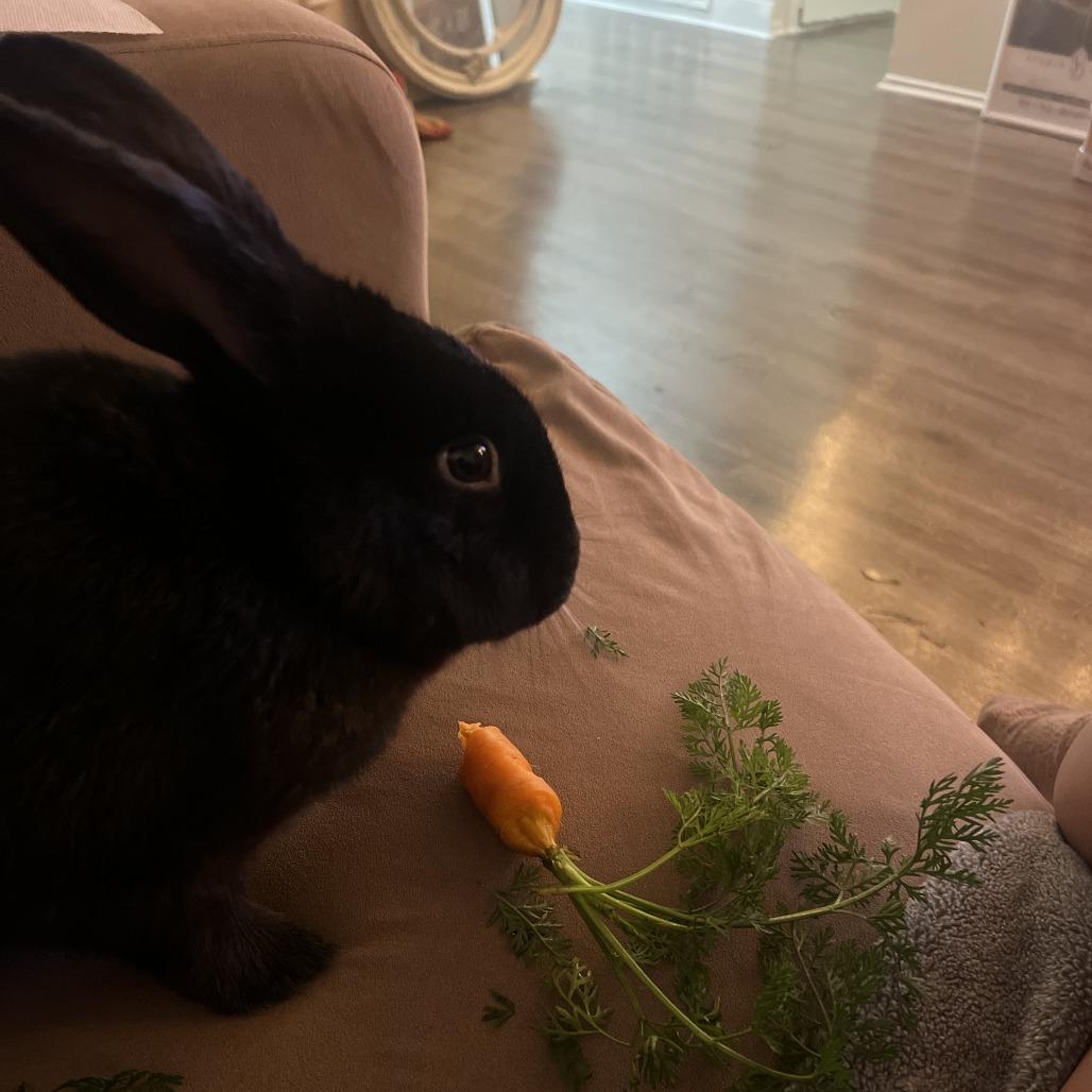 Enlarge Mosaic Hops, a Adoptable American in Richmond, CA image 5/6