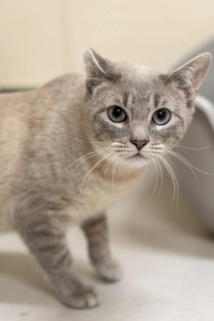 Koki   Of thumbnail 3