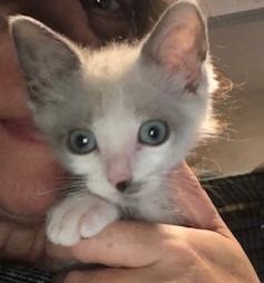 Fiordaliso—FIV+ (bonded with Colomba)