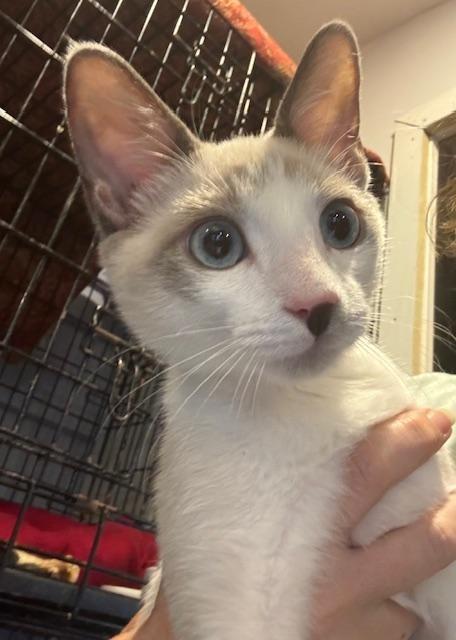 Fiordaliso—FIV+ (bonded with Colomba) — thumbnail 2