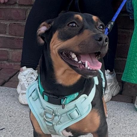 Enlarge Harley, a ADOPTABLE mixed breed in New Albany, OH image 1/4