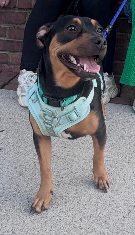 Enlarge Harley, a ADOPTABLE mixed breed in New Albany, OH image 1/4