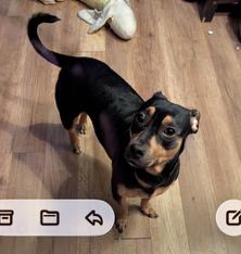 Enlarge Harley, a ADOPTABLE mixed breed in New Albany, OH image 2/4