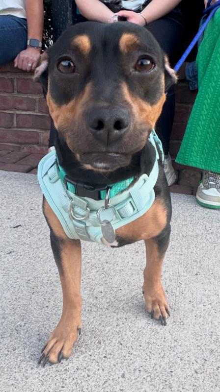 Enlarge Harley, a ADOPTABLE mixed breed in New Albany, OH image 4/4