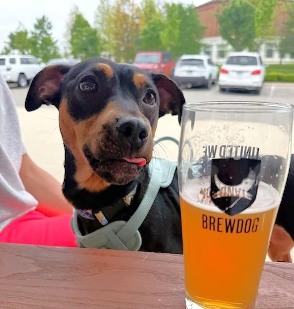 Harley, a ADOPTABLE mixed breed in New Albany, OH image 2/6
