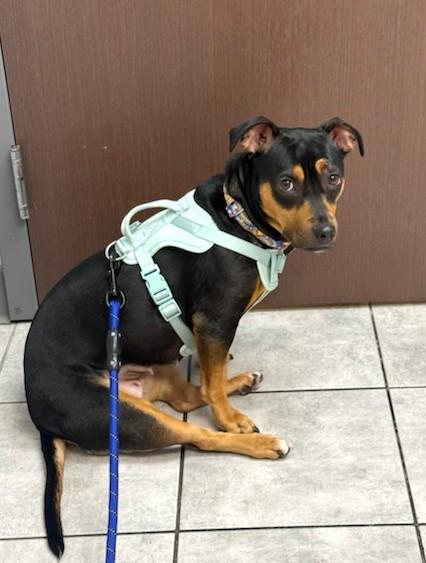 Harley, a ADOPTABLE mixed breed in New Albany, OH image 4/6