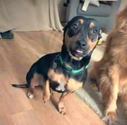 Enlarge Harley, a ADOPTABLE mixed breed in New Albany, OH image 3/4