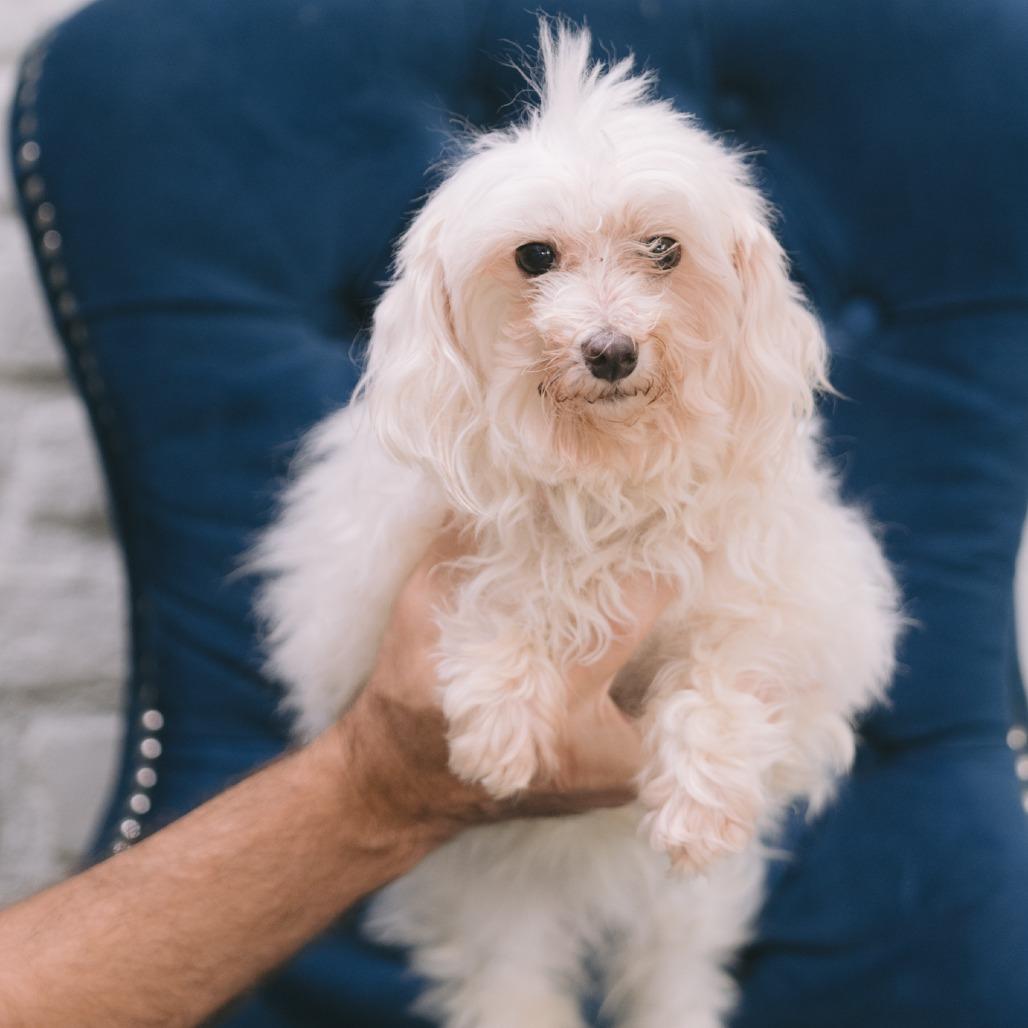 Georgia, Adoptable, Senior Female Maltese.