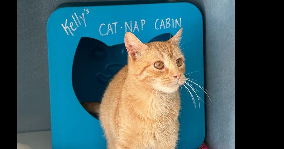 Waffle Cone, Adoptable, Adult Male Domestic Short Hair.