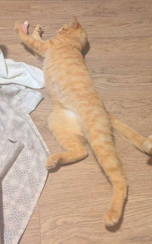 Enlarge Waffle Cone, a Adoptable mixed breed in Milltown, NJ image 2/3