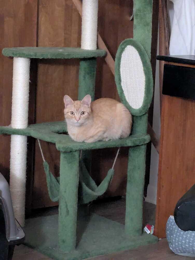 Enlarge Waffle Cone, a Adoptable mixed breed in Milltown, NJ image 3/3