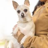 Enlarge Abby, a ADOPTABLE Chihuahua in Hilliard, OH image 2/3