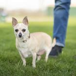 Enlarge Abby, a ADOPTABLE Chihuahua in Hilliard, OH image 1/3