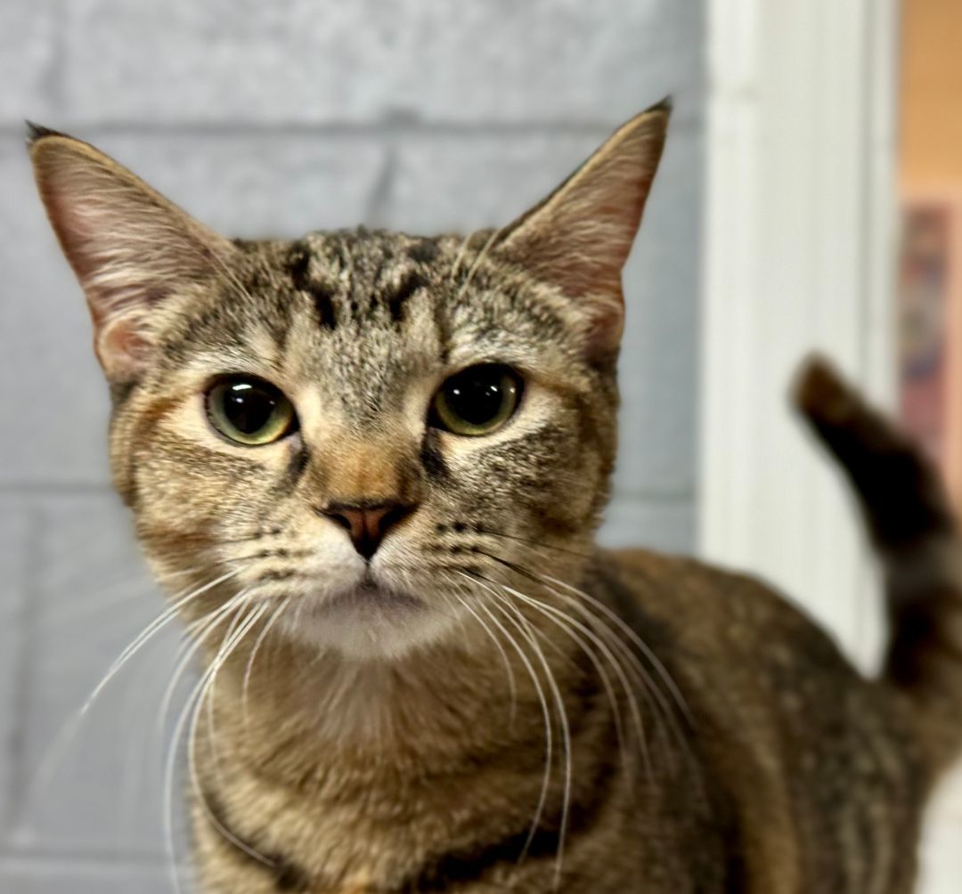 Enlarge Tess, a Adoptable Domestic Short Hair in Emporia, VA image 1/3