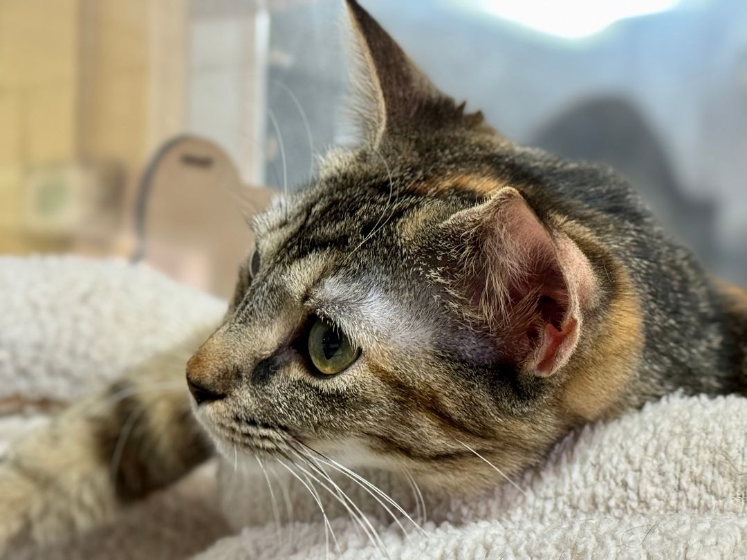 Enlarge Tess, a Adoptable Domestic Short Hair in Emporia, VA image 2/3