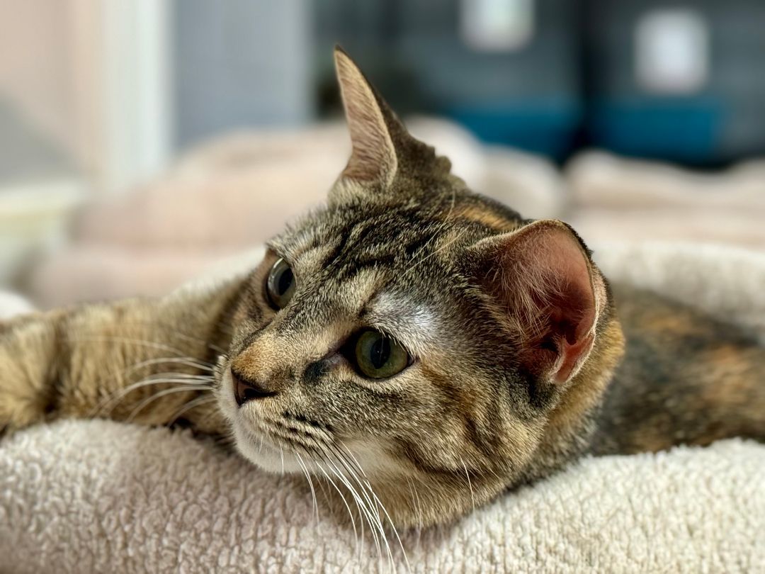 Enlarge Tess, a Adoptable Domestic Short Hair in Emporia, VA image 3/3