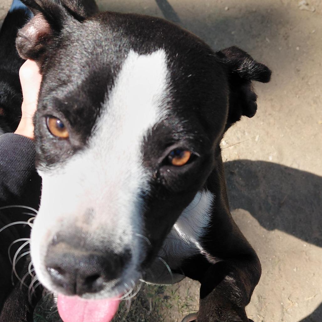 Max, Adoptable, Young Male Pit Bull Terrier & Mixed Breed.