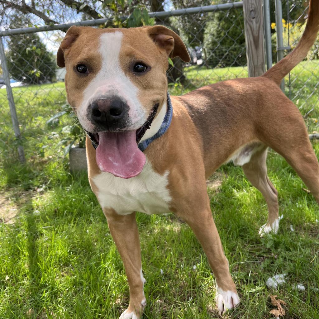 Enlarge Buzz, a Adoptable Mixed Breed in Beckley, WV image 1/6