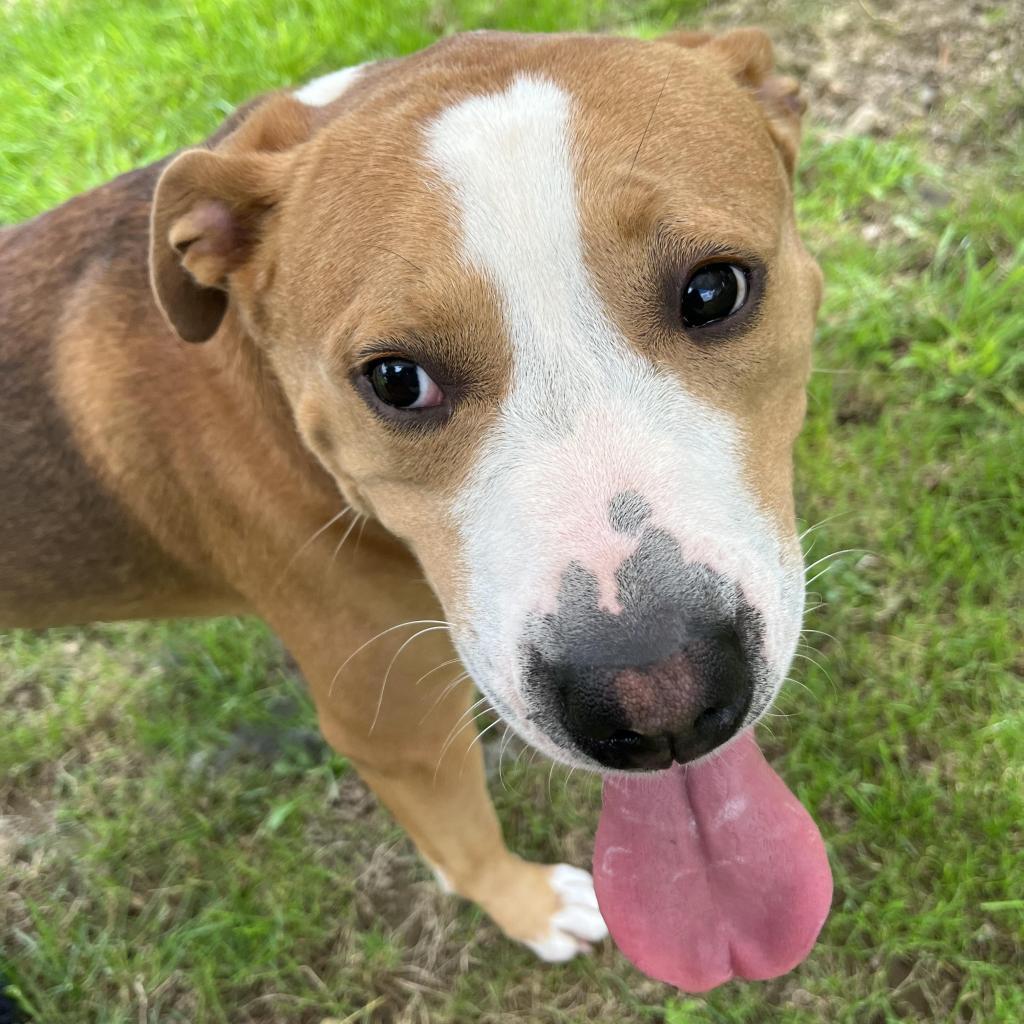 Enlarge Buzz, a Adoptable Mixed Breed in Beckley, WV image 2/6