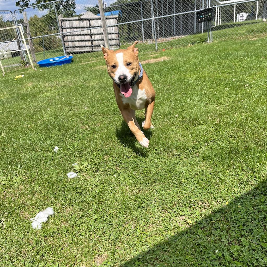 Enlarge Buzz, a Adoptable Mixed Breed in Beckley, WV image 3/6