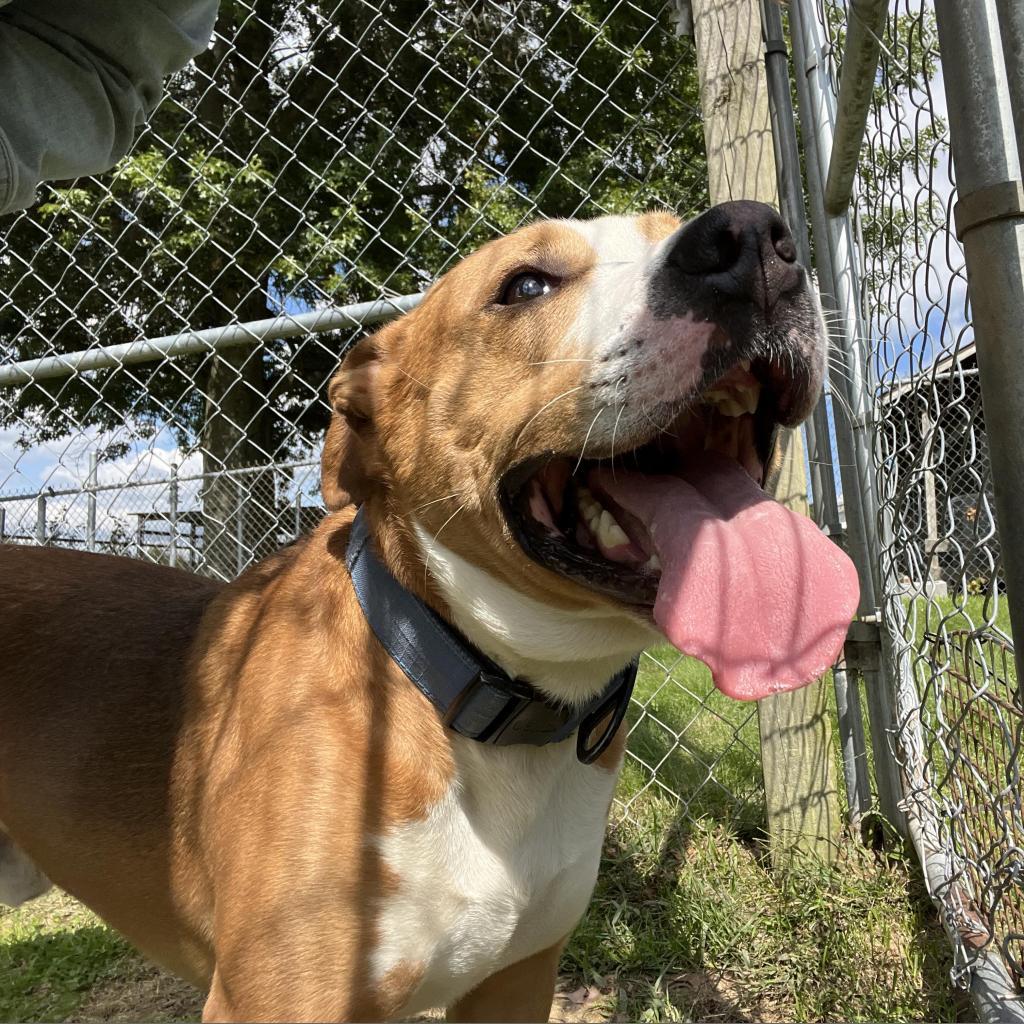 Enlarge Buzz, a Adoptable Mixed Breed in Beckley, WV image 4/6
