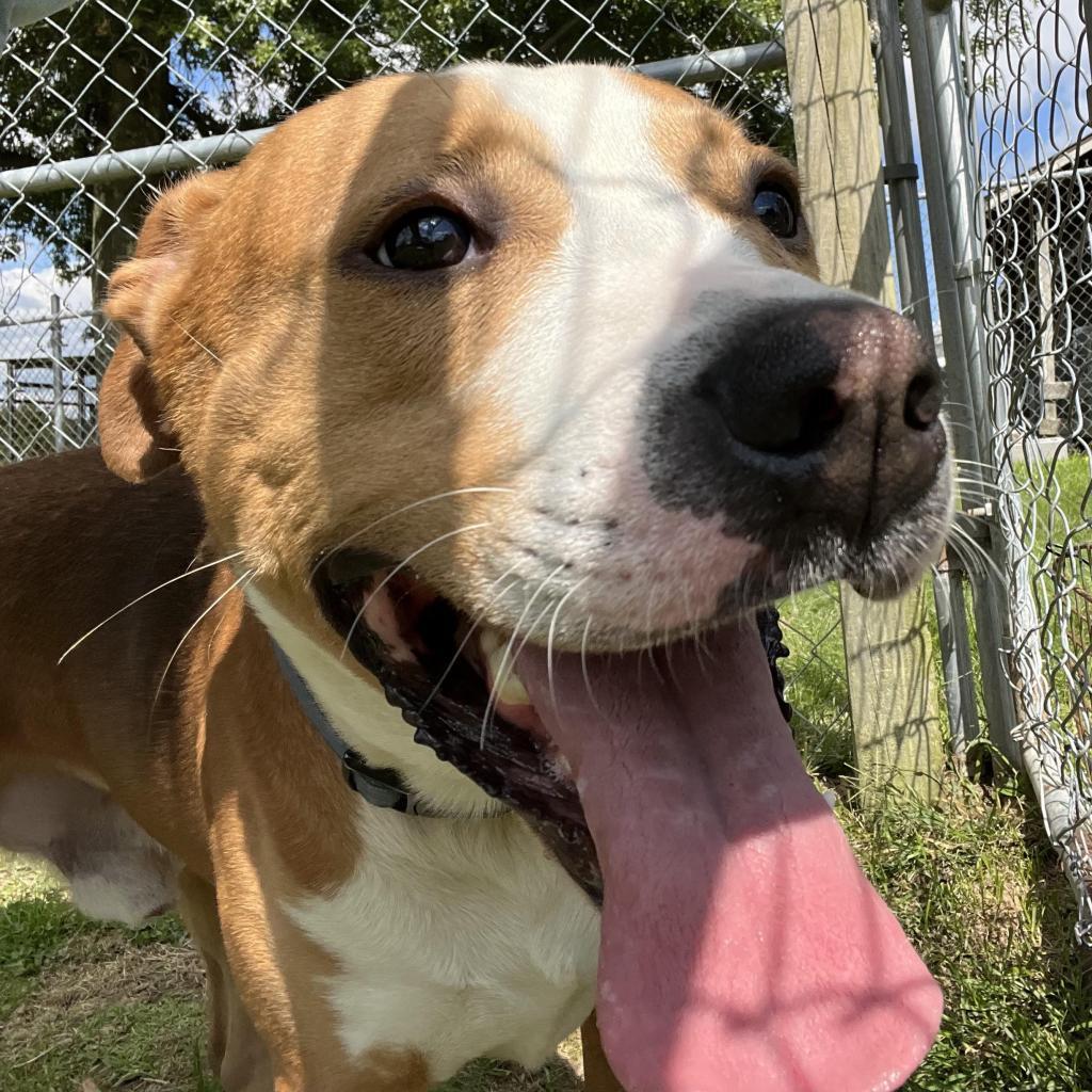 Enlarge Buzz, a Adoptable Mixed Breed in Beckley, WV image 5/6
