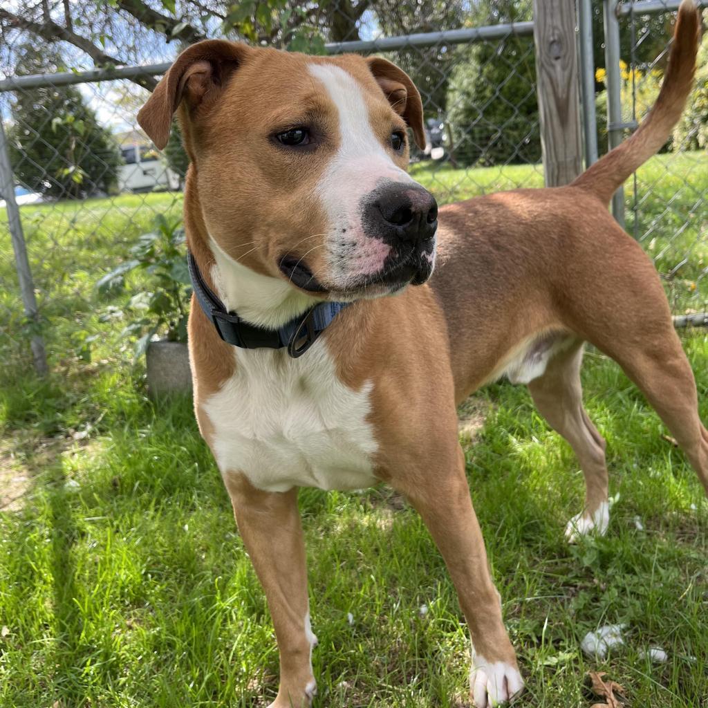 Enlarge Buzz, a Adoptable Mixed Breed in Beckley, WV image 6/6