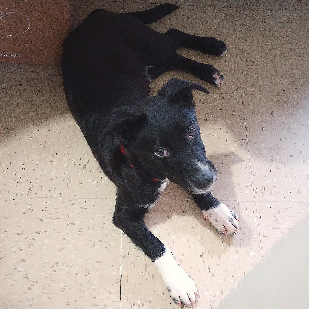 Pecan, Adoptable, Puppy Male Corgi.