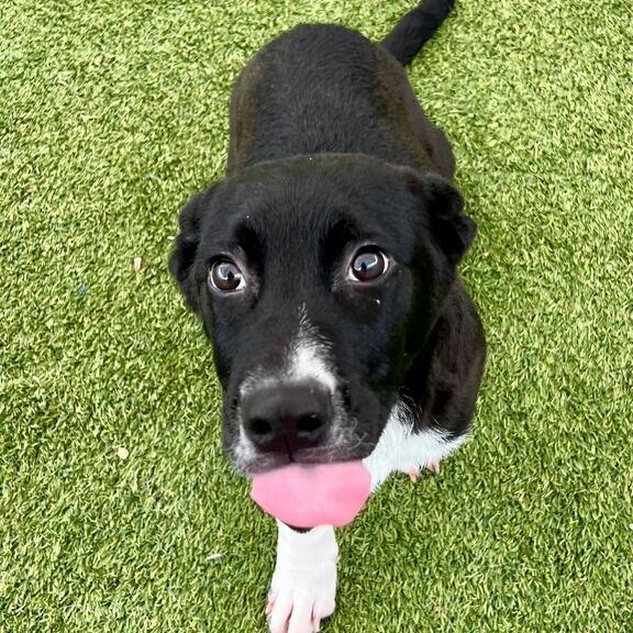 Enlarge Pecan, a Adoptable Corgi in Brooklyn, NY image 2/6