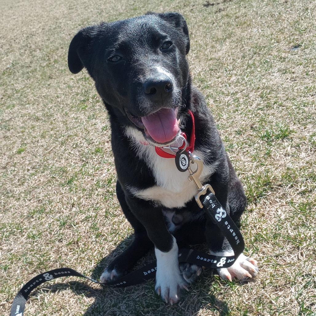 Enlarge Pecan, a Adoptable Corgi in Brooklyn, NY image 3/6