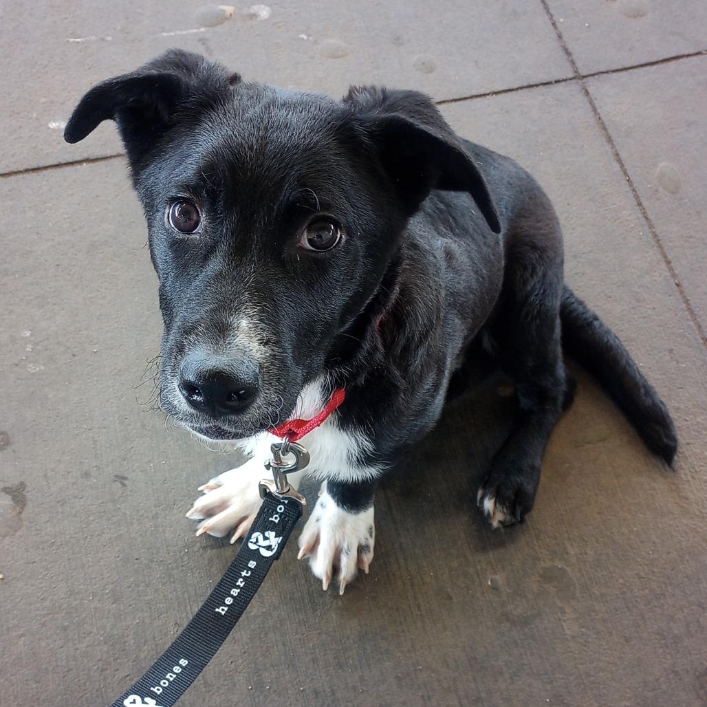 Enlarge Pecan, a Adoptable Corgi in Brooklyn, NY image 4/6