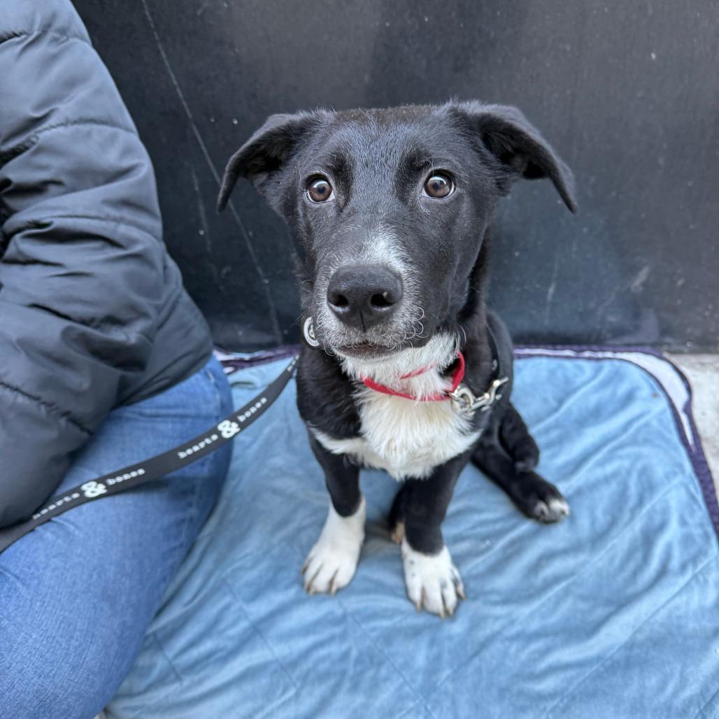 Enlarge Pecan, a Adoptable Corgi in Brooklyn, NY image 5/6