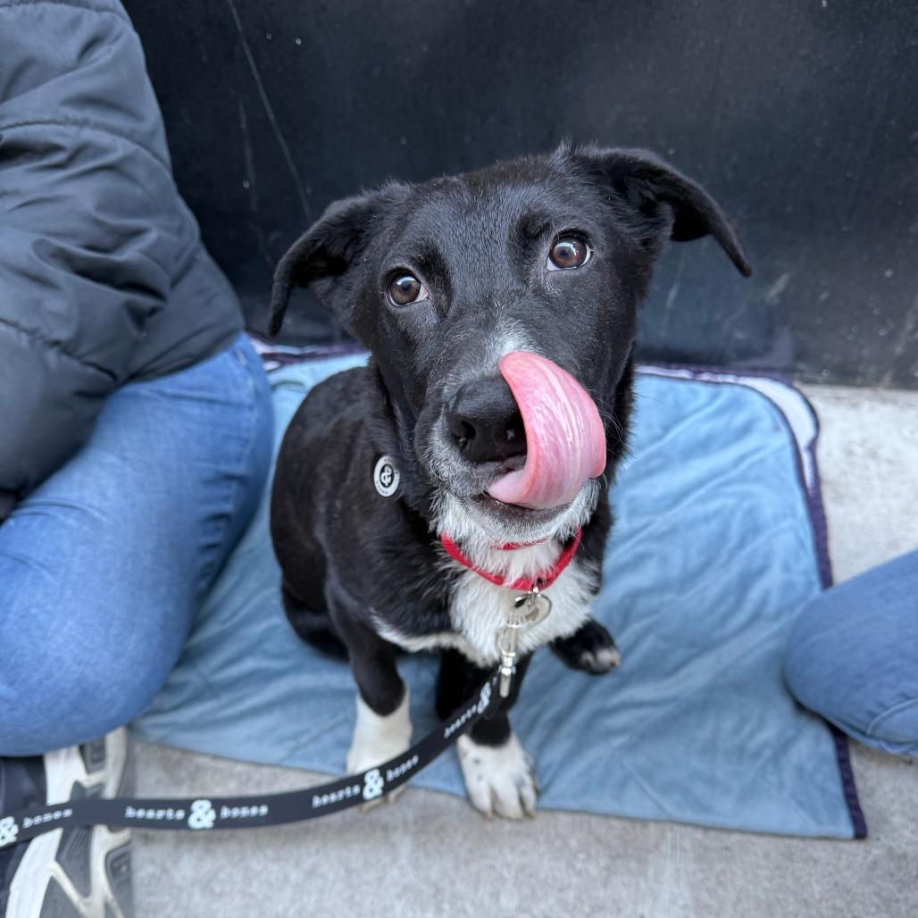 Enlarge Pecan, a Adoptable Corgi in Brooklyn, NY image 6/6