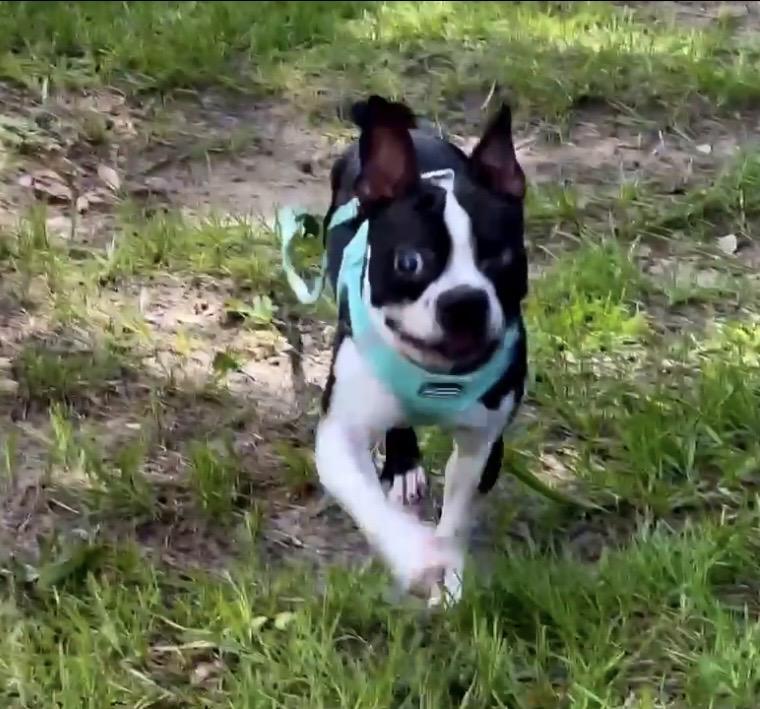 Enlarge Sunshine Rose, a Adoptable Boston Terrier in Lake Mary, FL image 1/2