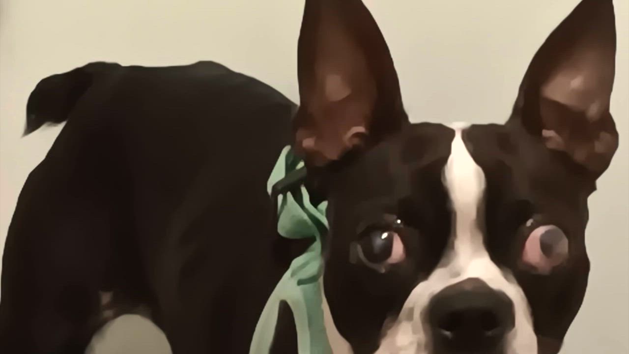 Enlarge Sunshine Rose, a Adoptable Boston Terrier in Lake Mary, FL video 2/2