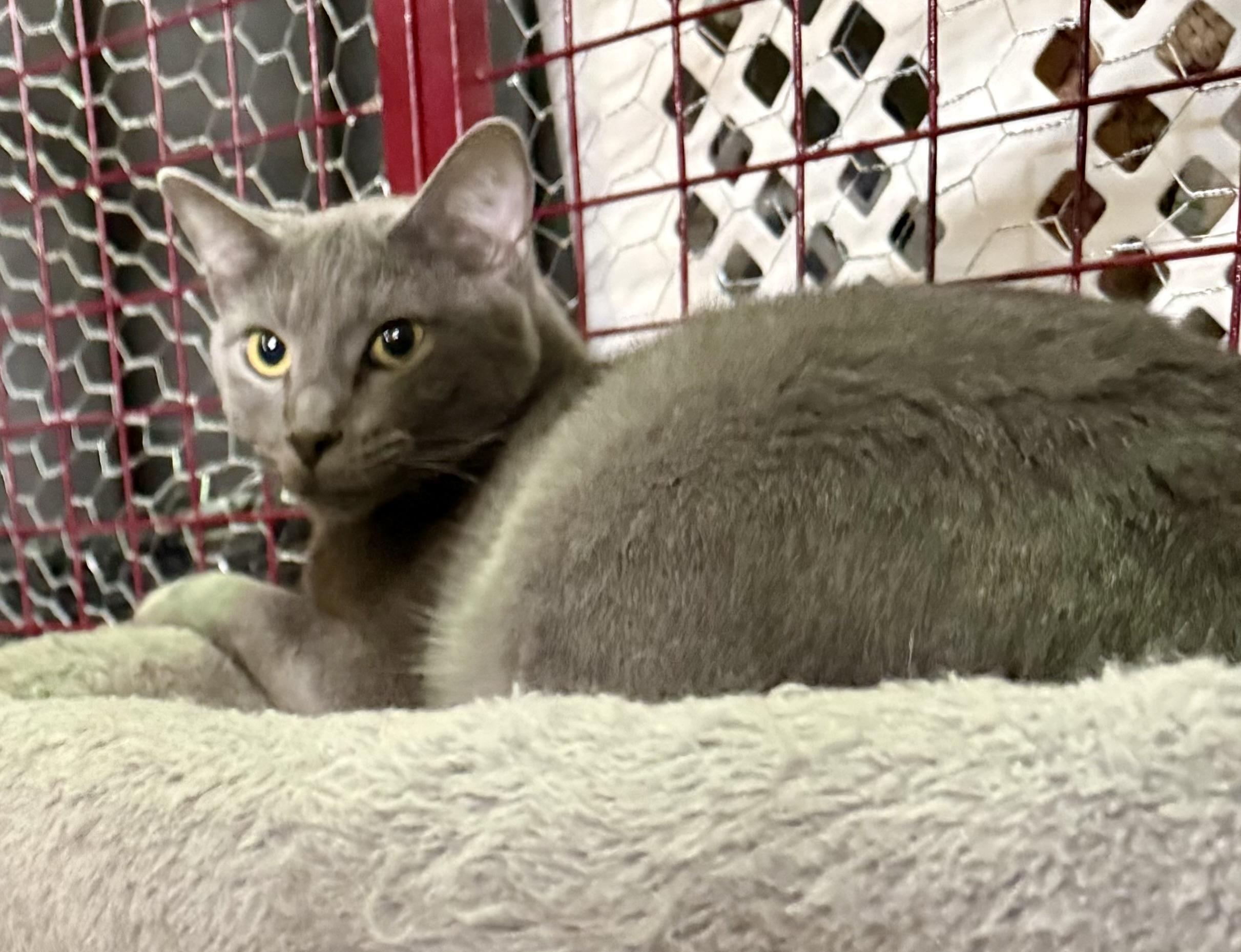 NANCY SINATRA, an adopted Domestic Short Hair in Lake Ozark, MO image 3/3