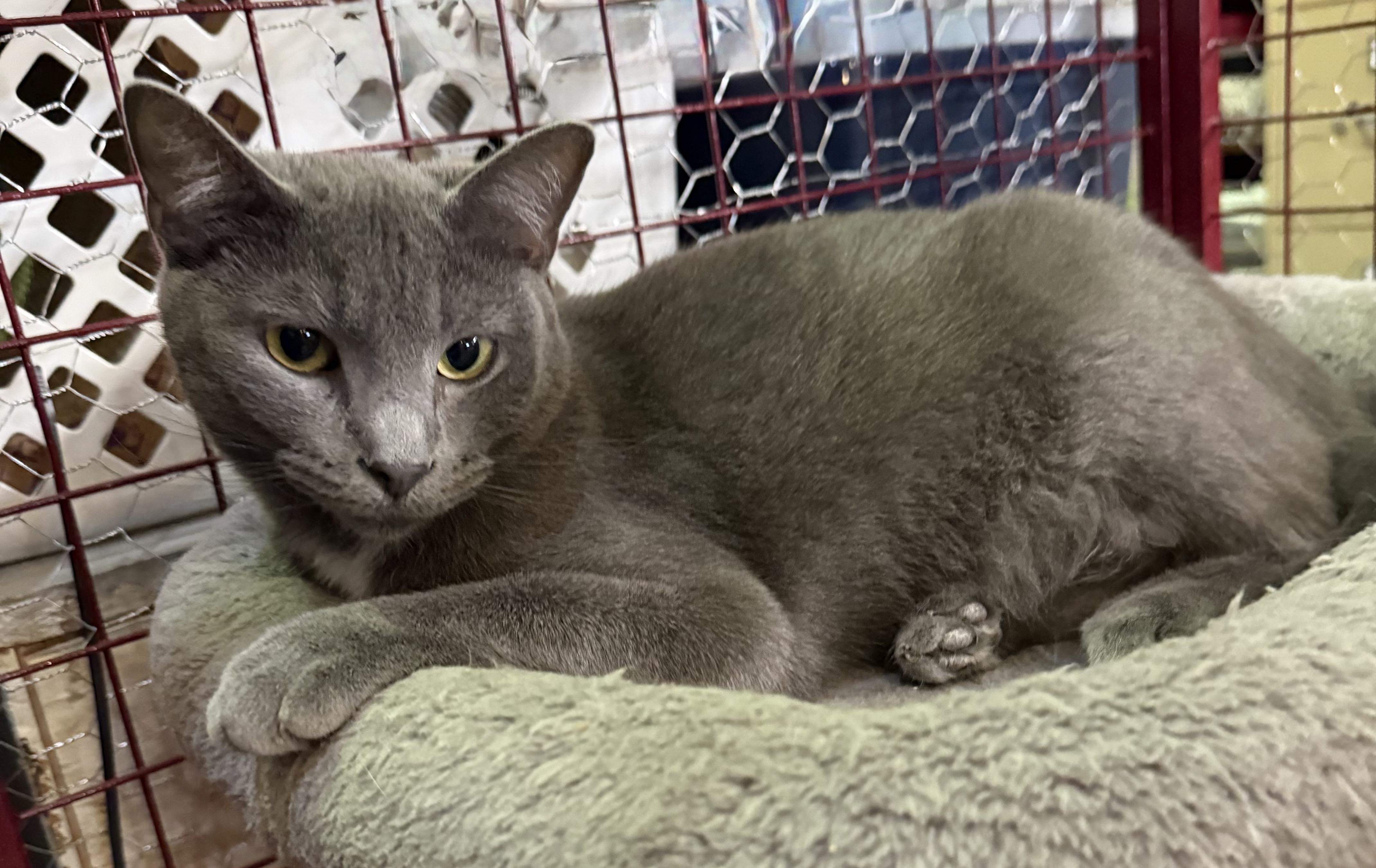 NANCY SINATRA, an adopted Domestic Short Hair in Lake Ozark, MO image 1/3