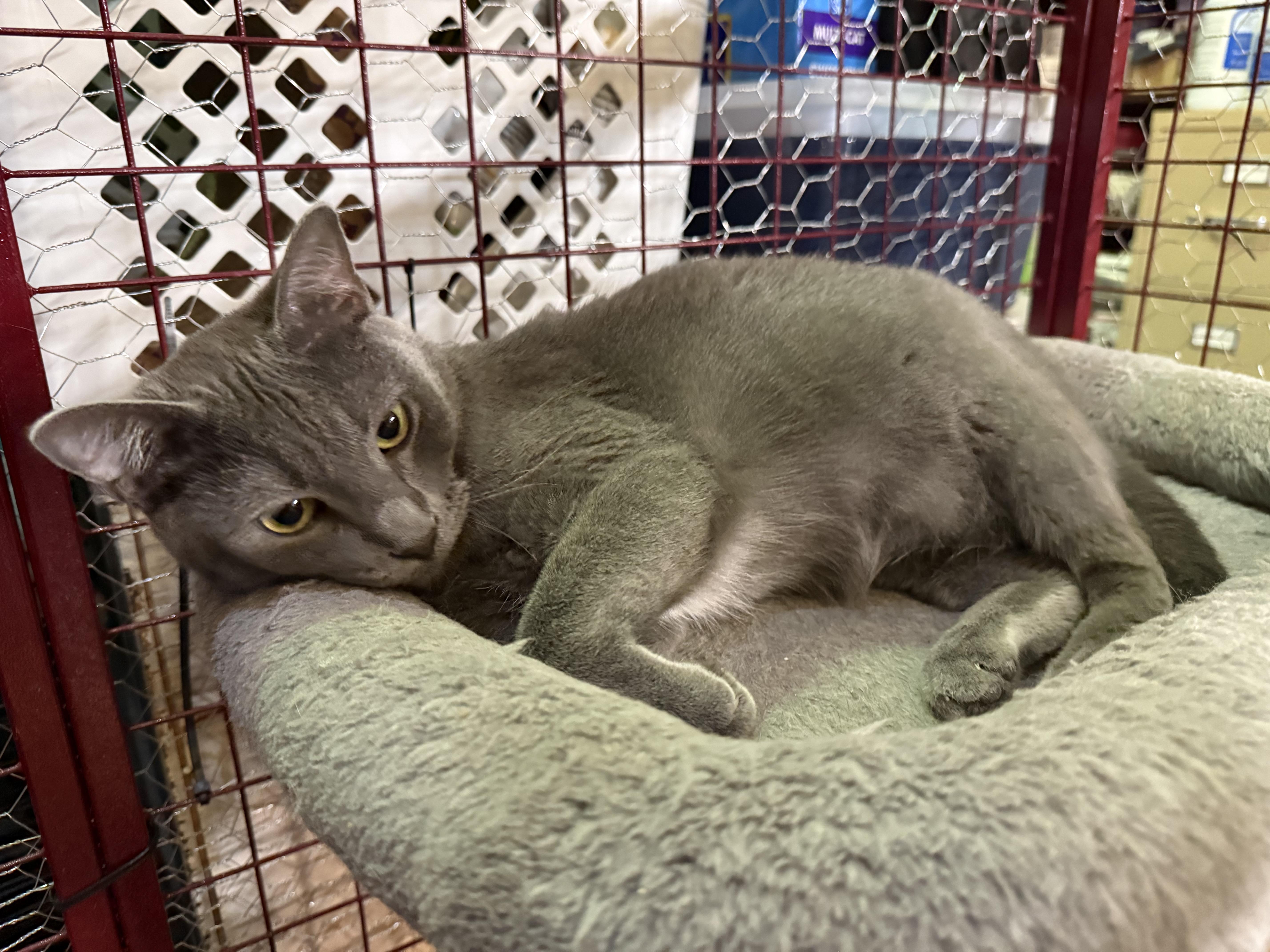 NANCY SINATRA, an adopted Domestic Short Hair in Lake Ozark, MO image 2/3